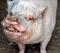 piggzy